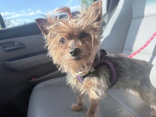 Penny photo 12