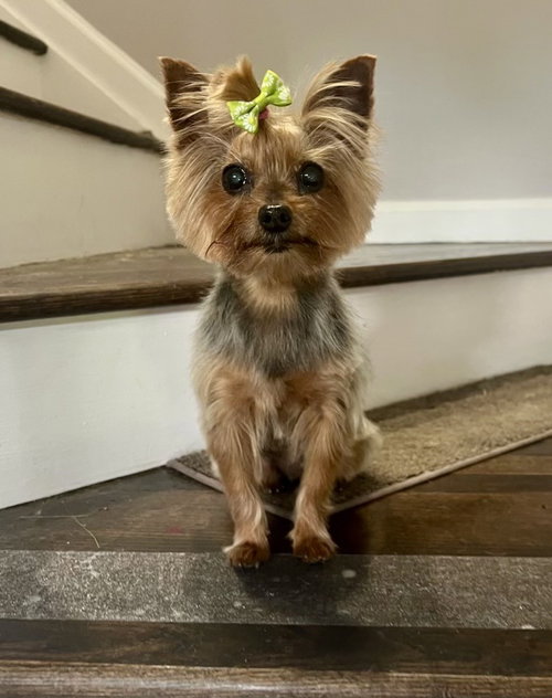 Penny photo 2
