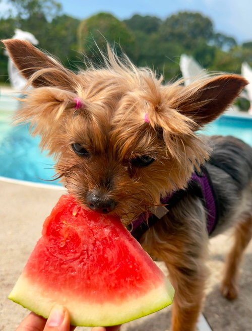 Penny photo 4