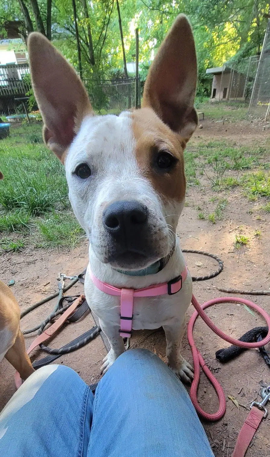 Jojo - American Staffordshire Terrier