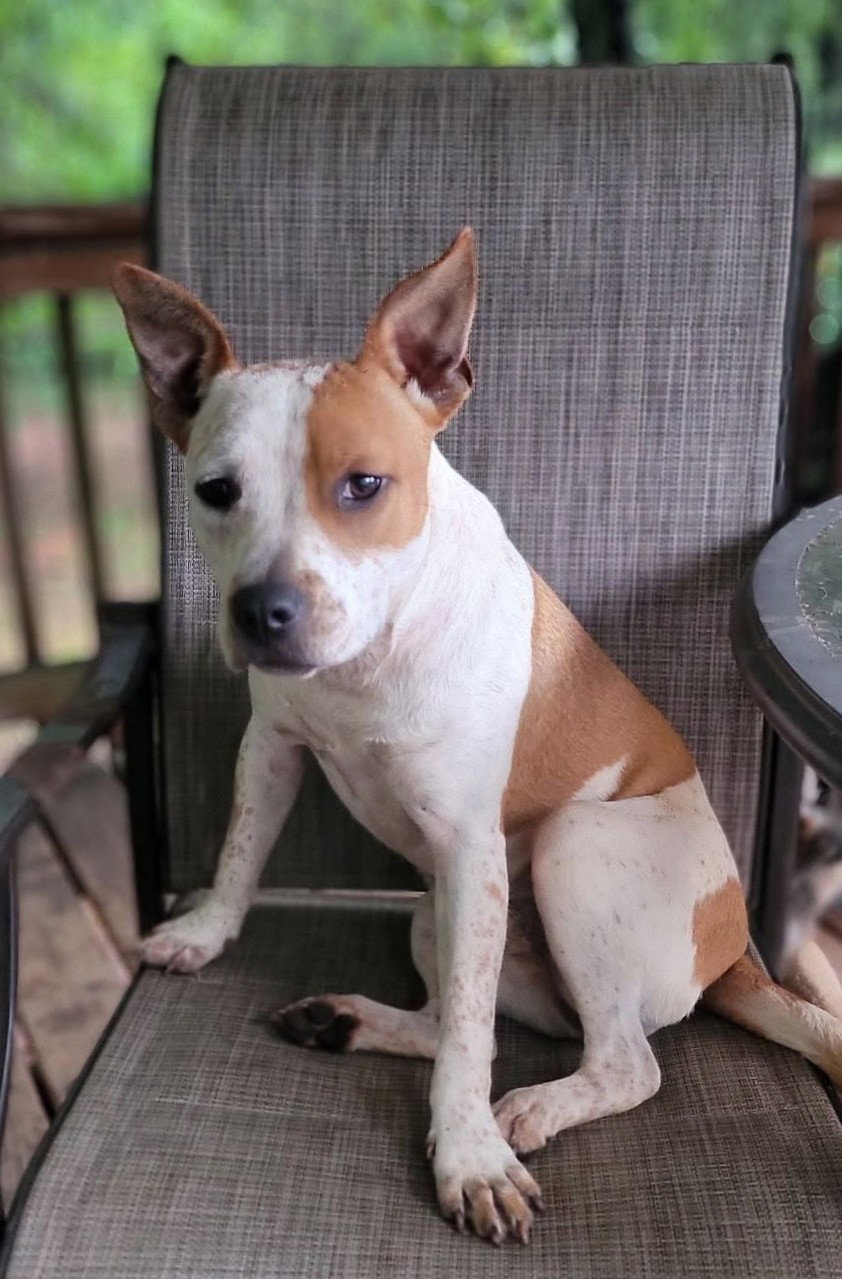 JoJo, dog