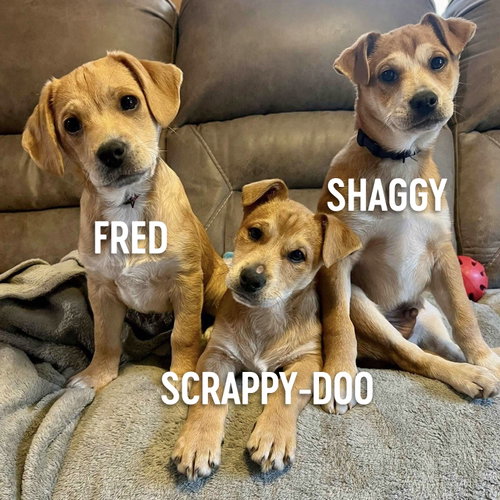 Shaggy photo 12