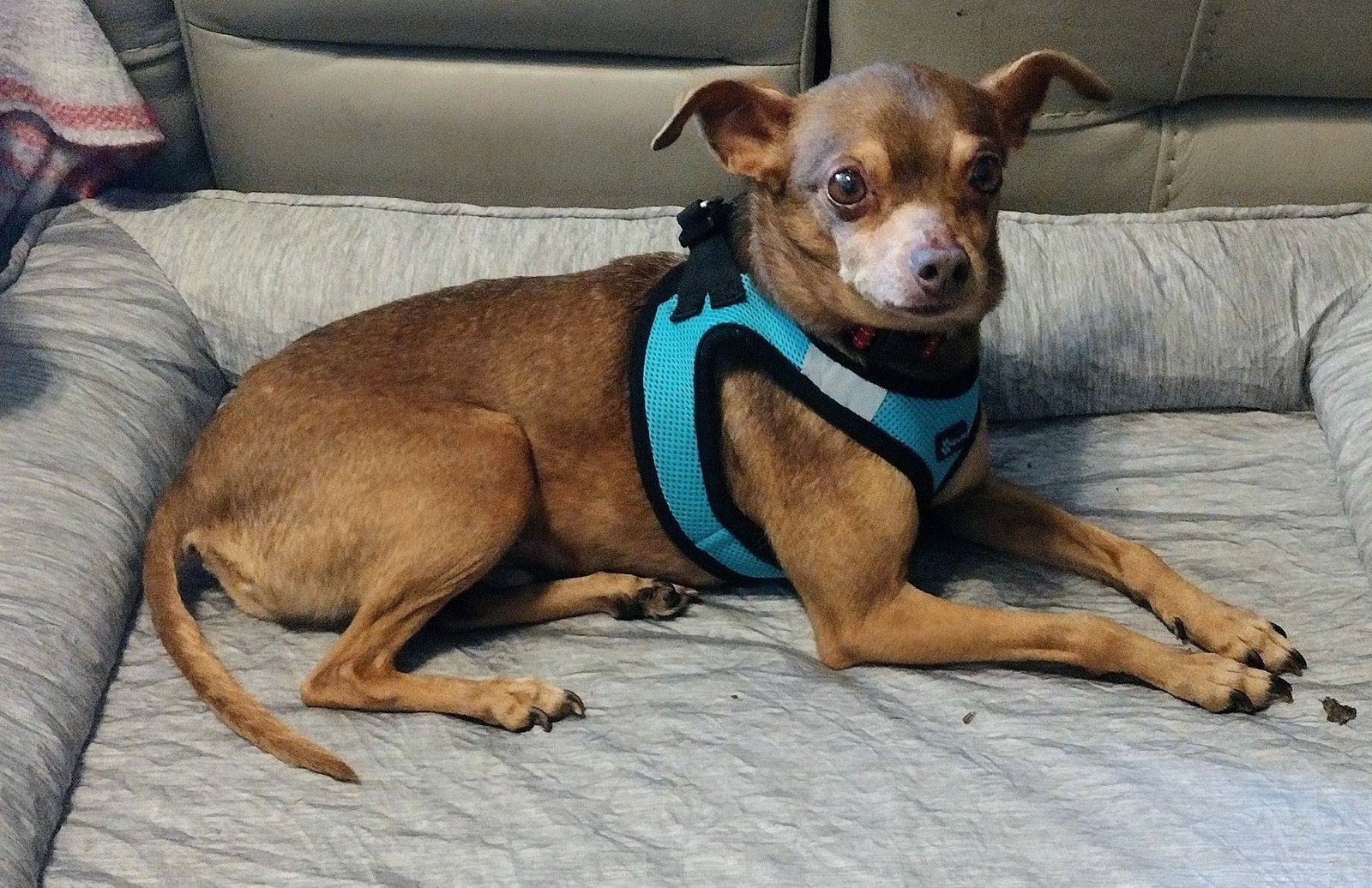 Otis - ADOPTION PENDING!, photo 13