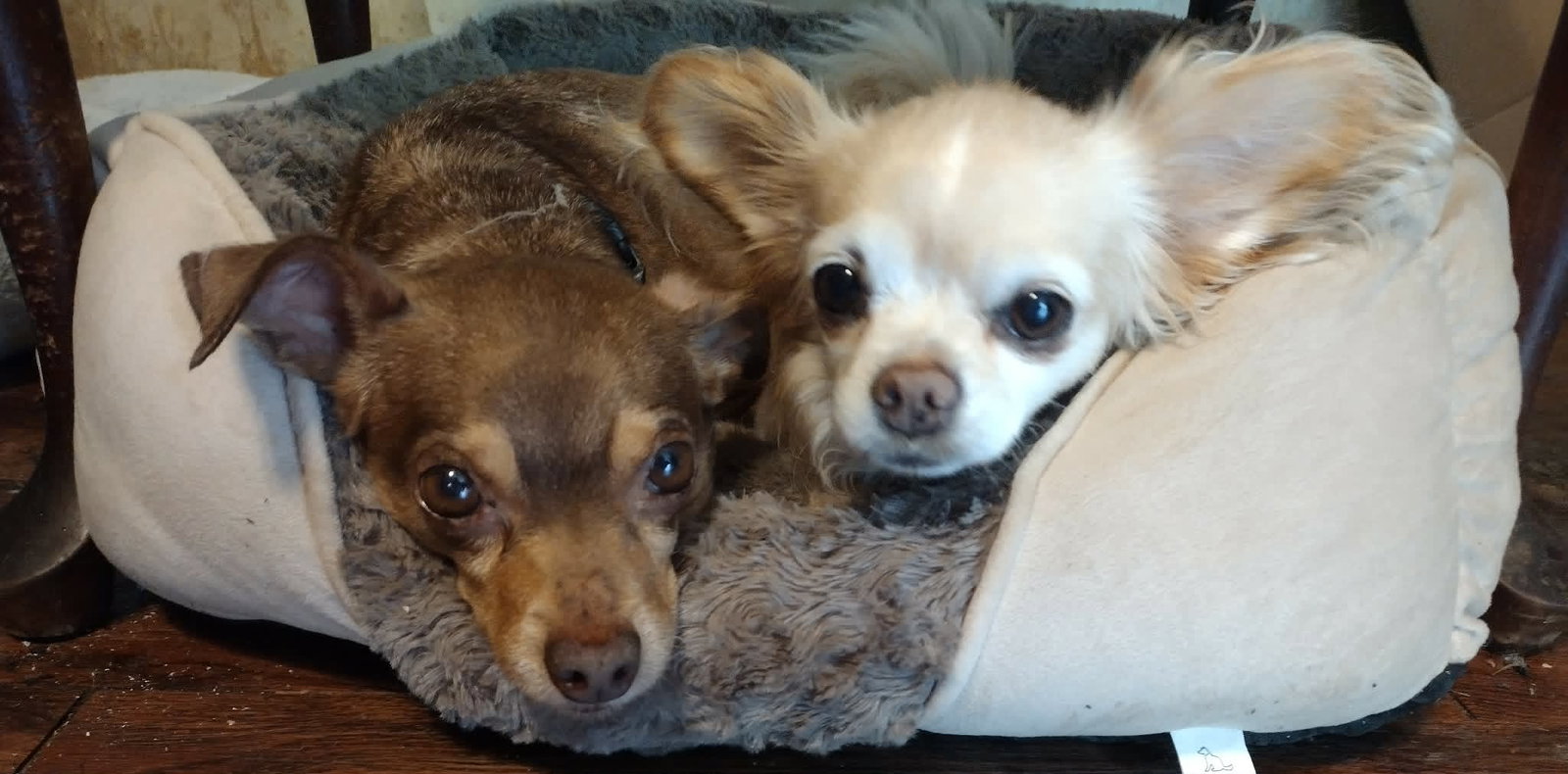 Otis - ADOPTION PENDING!, photo 12