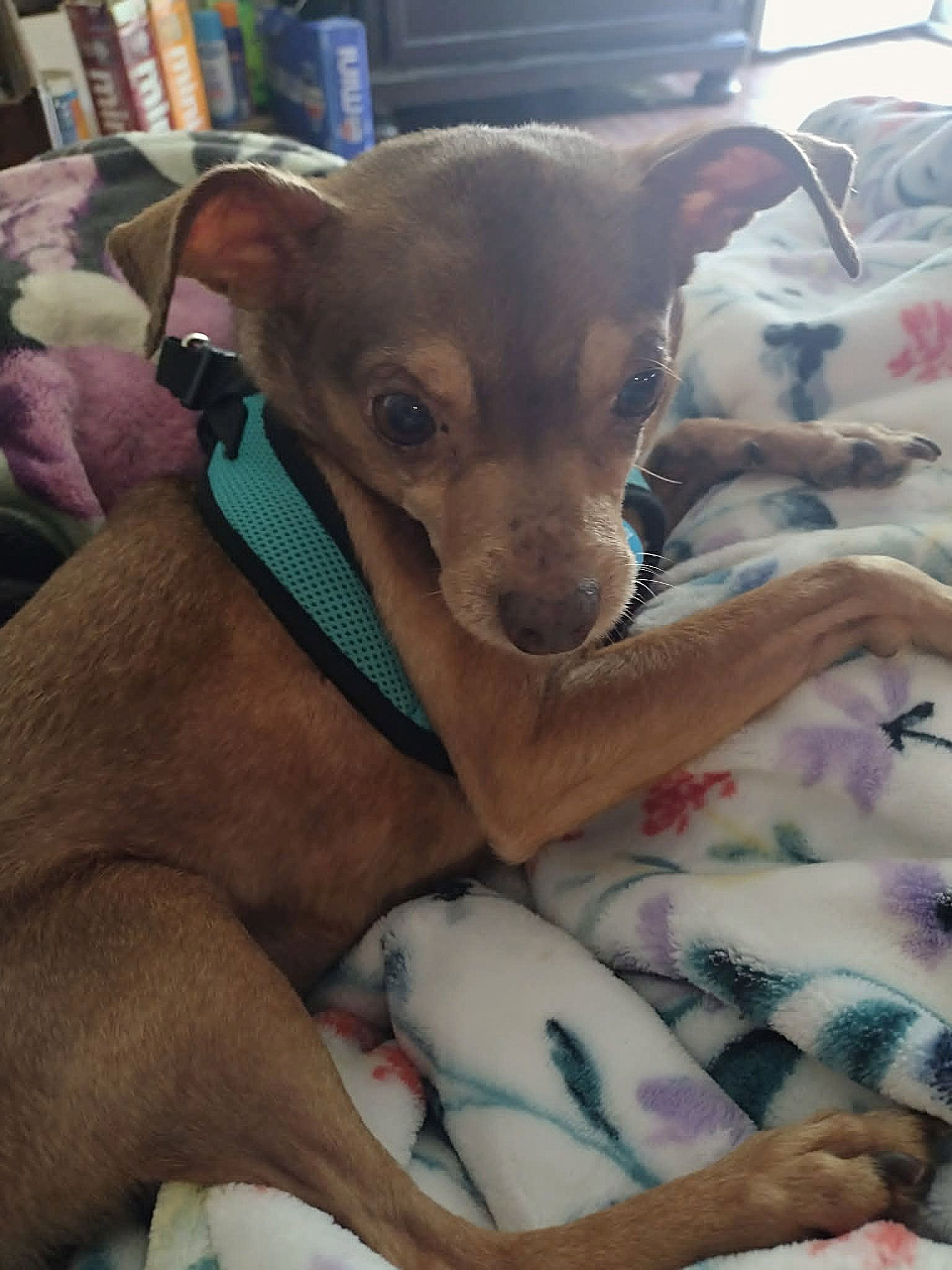 Otis - ADOPTION PENDING!, photo 14