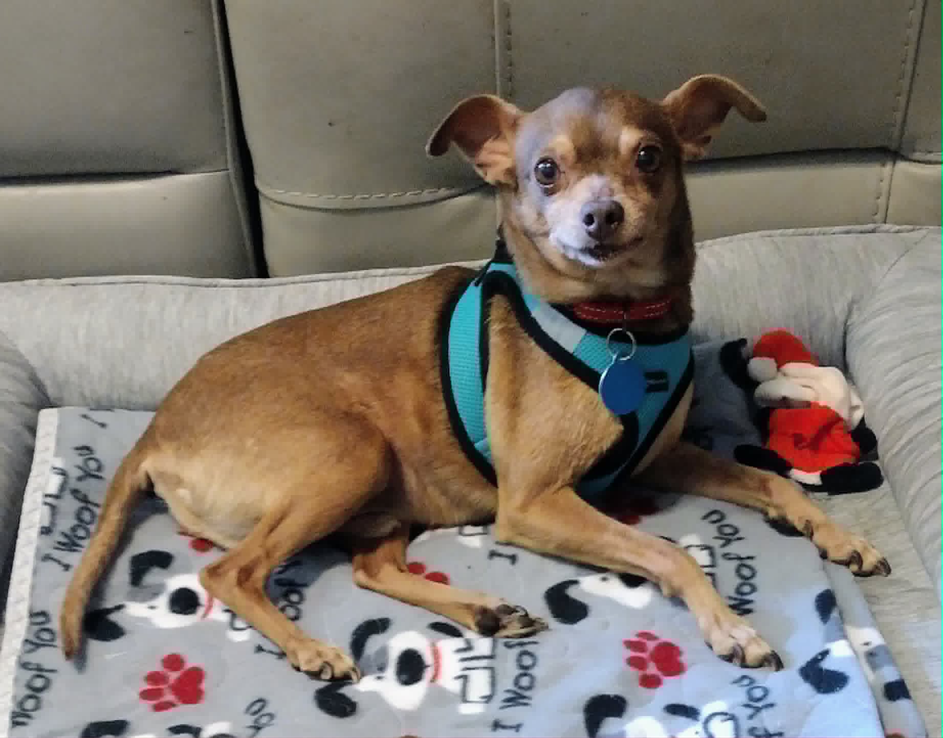 Otis - Chihuahua