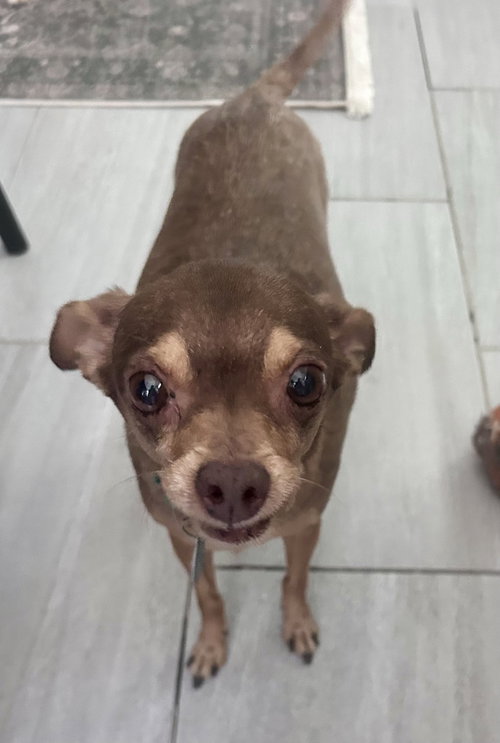Otis, a dog for adoption from Worthy Dog Rescue