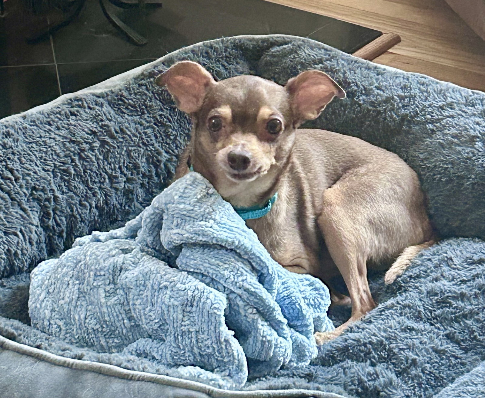 Otis - ADOPTION PENDING!, photo 11