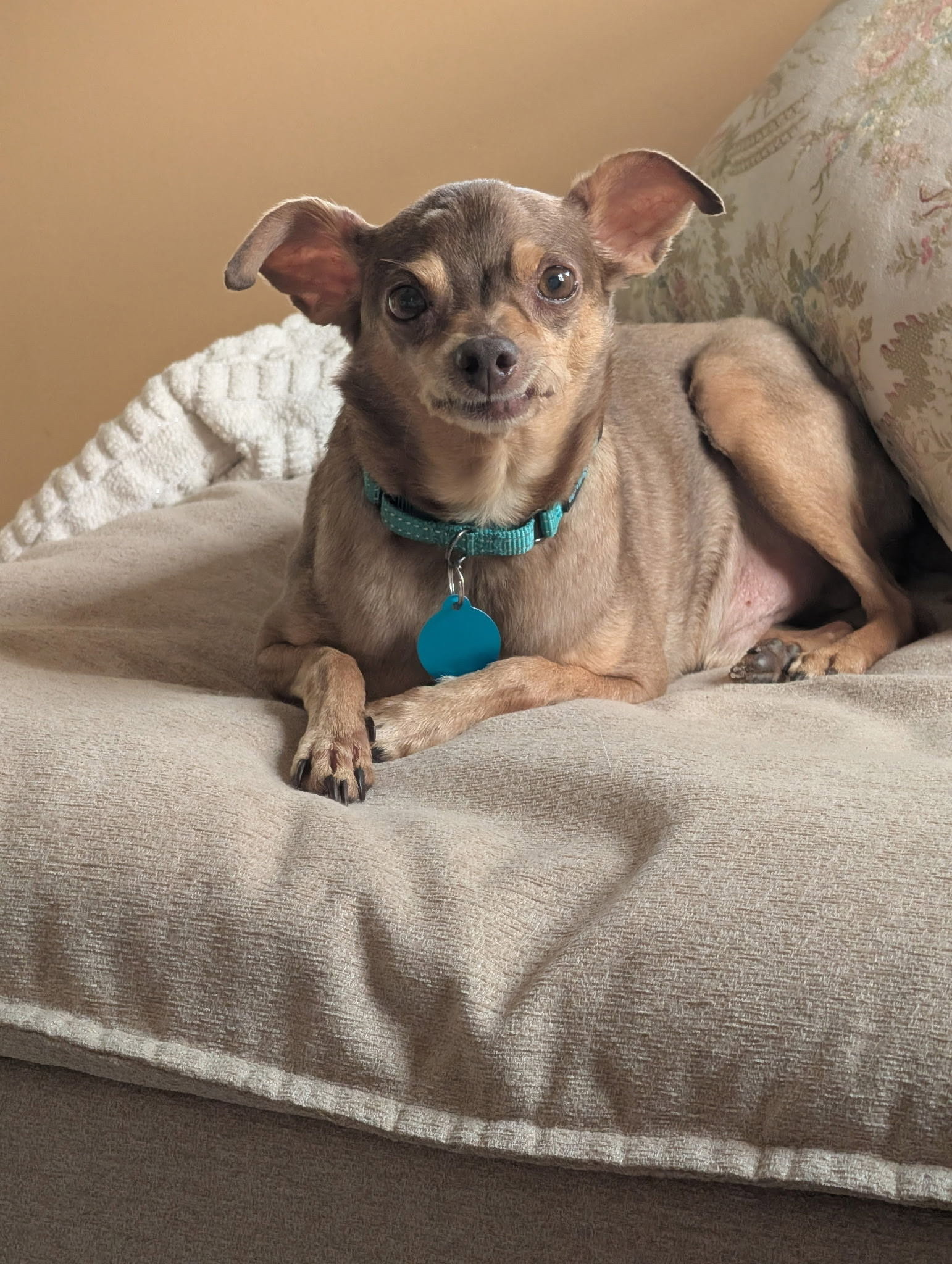 Otis - ADOPTION PENDING!, photo 10