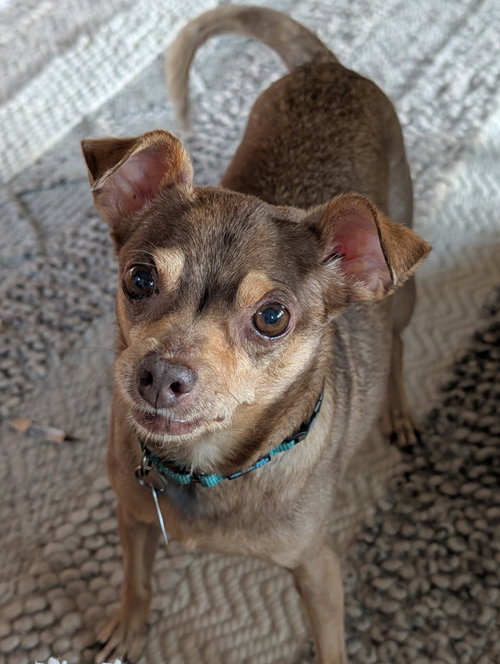 Otis, a Chihuahua / Rat Terrier / Mixed (short coat) dog for adoption in Arlington, VA, photo 1 of 5