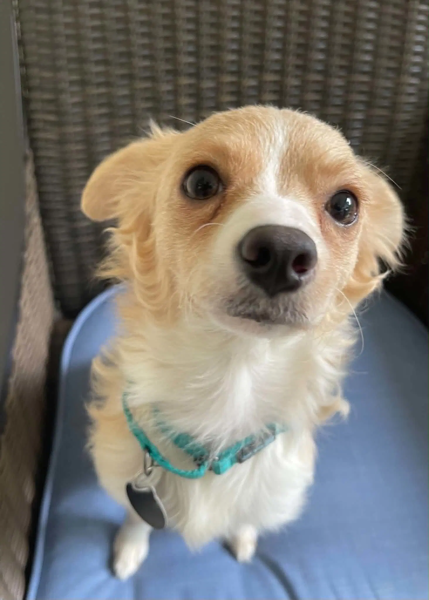 Madison - Chihuahua