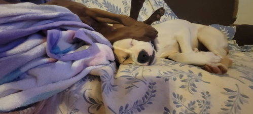 Buster photo 11