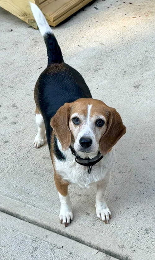 Lucy