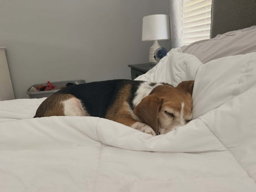 Lucy photo 7