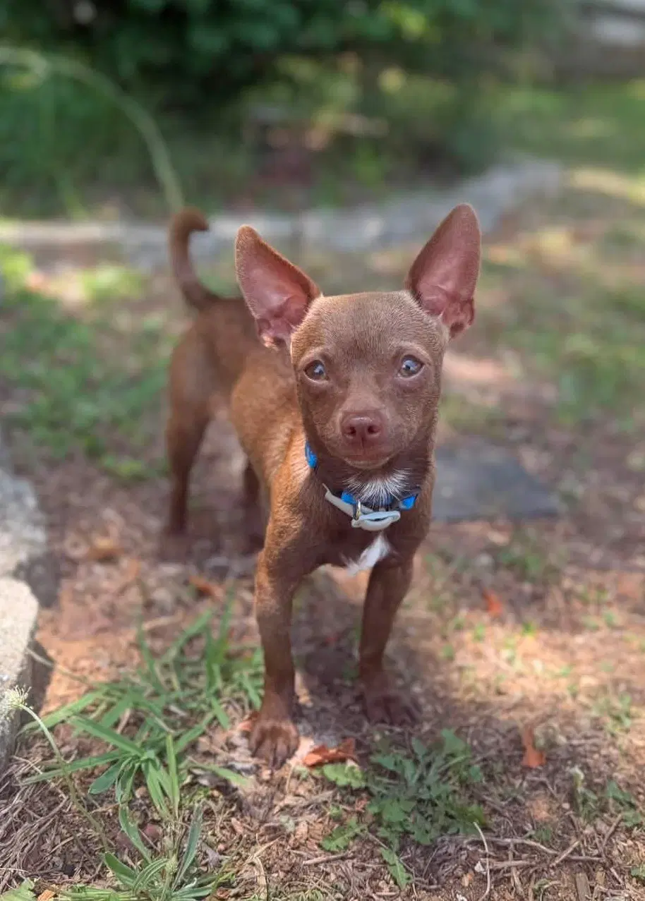 Deisel - Chihuahua