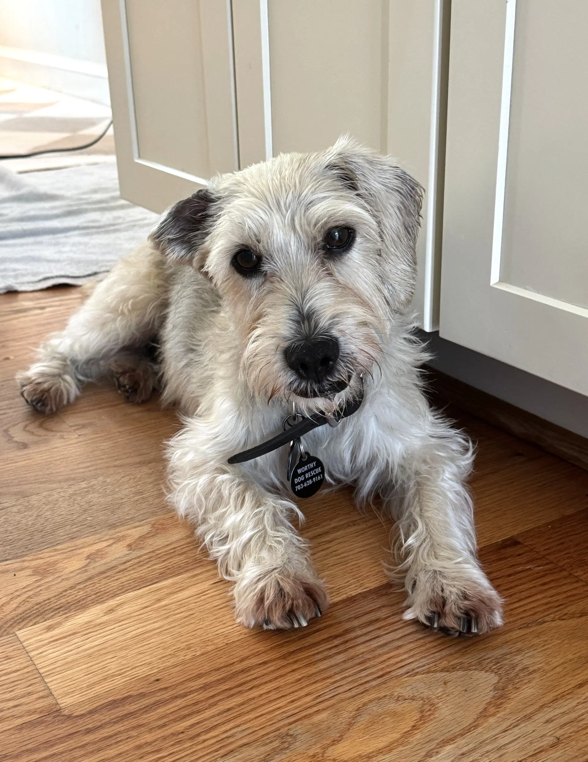 Murphy - Schnauzer