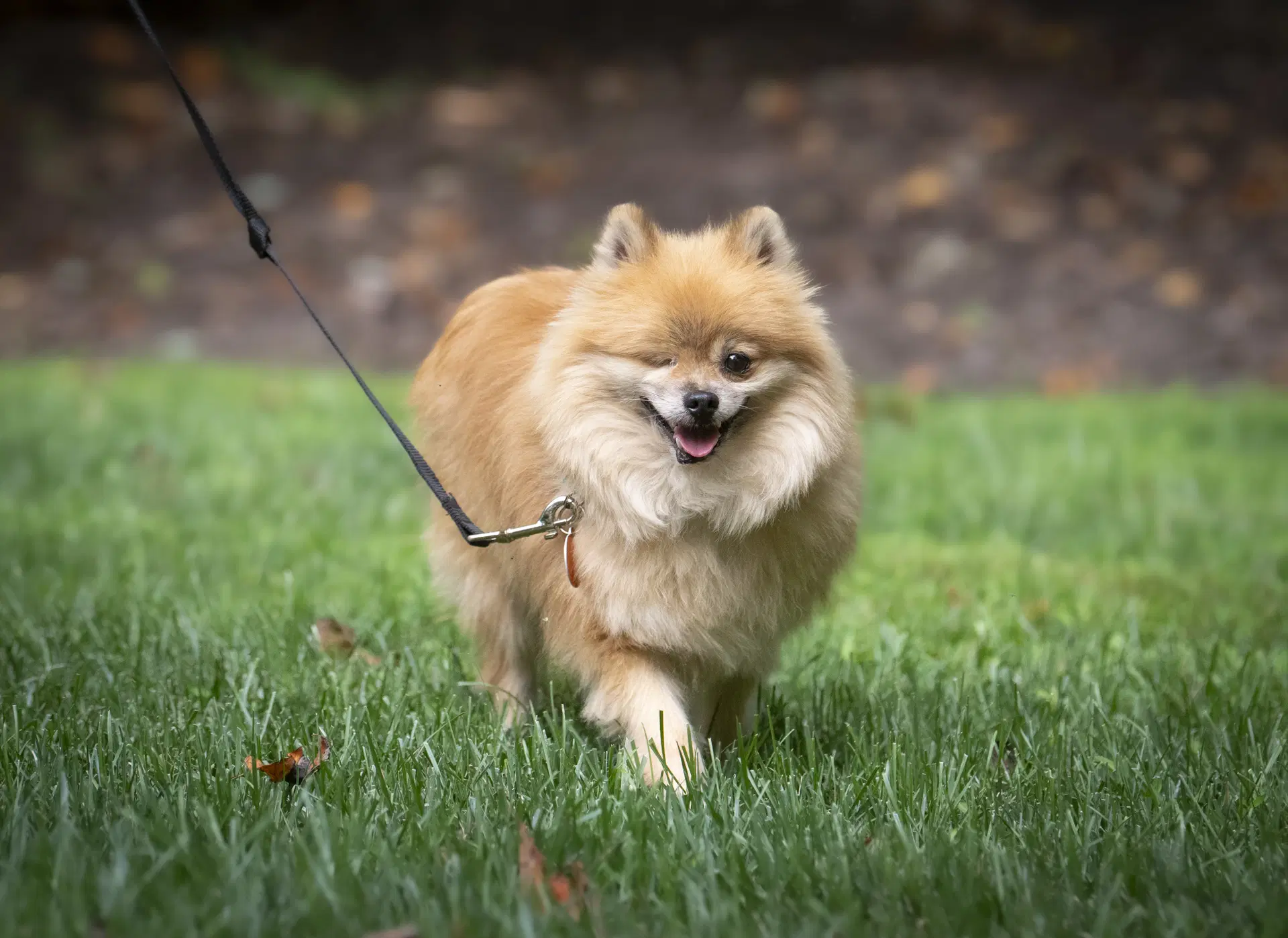 Davis - Pomeranian