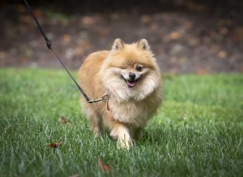 Davis, a dog for adoption from Worthy Dog Rescue