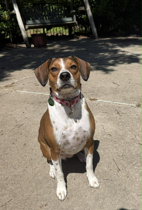 Photo 6 of Poppy
