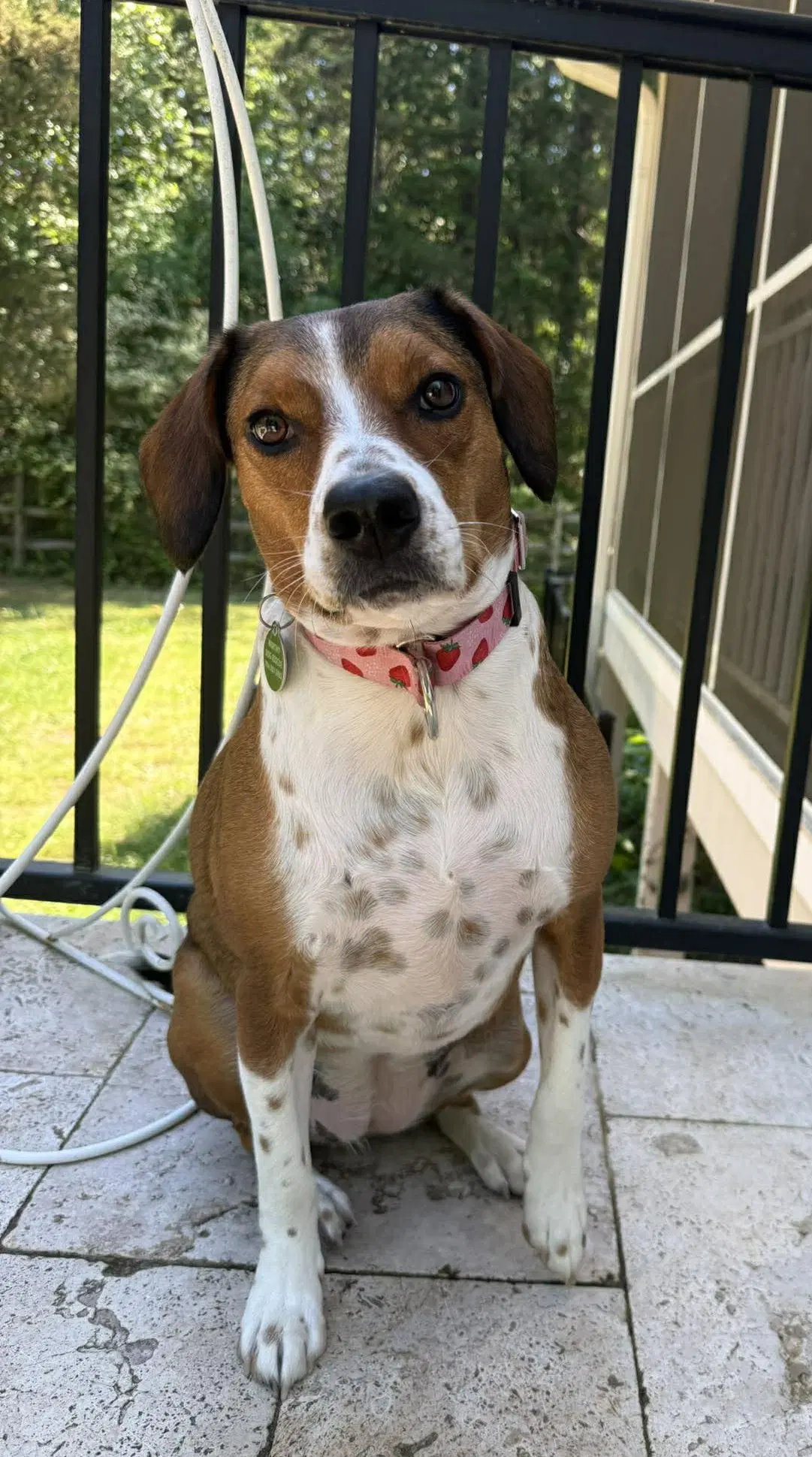 Poppy - Beagle