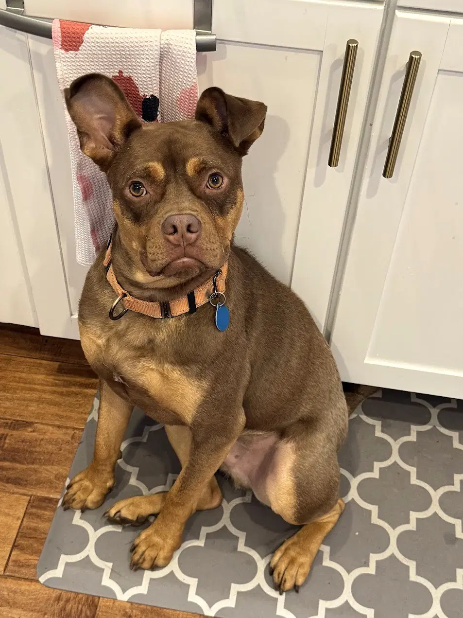 Twix - American Staffordshire Terrier