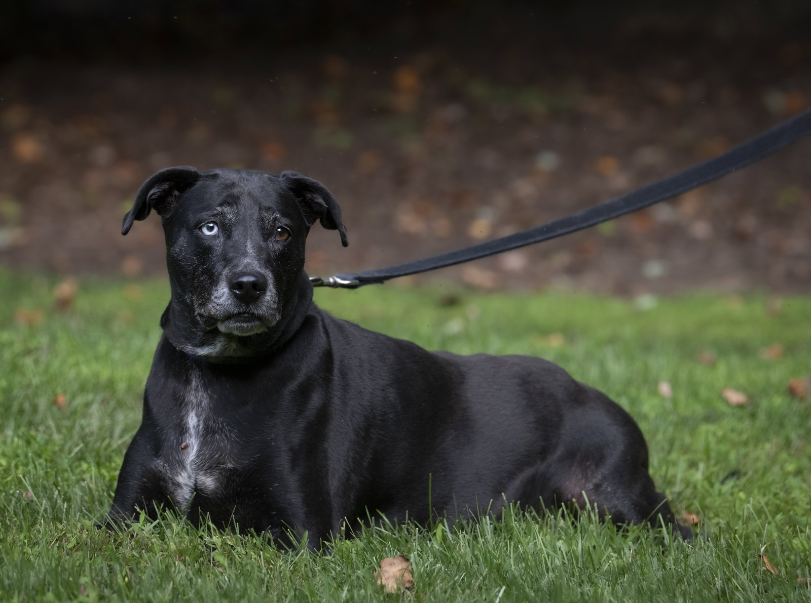 MJ - ADOPTED!, photo 9