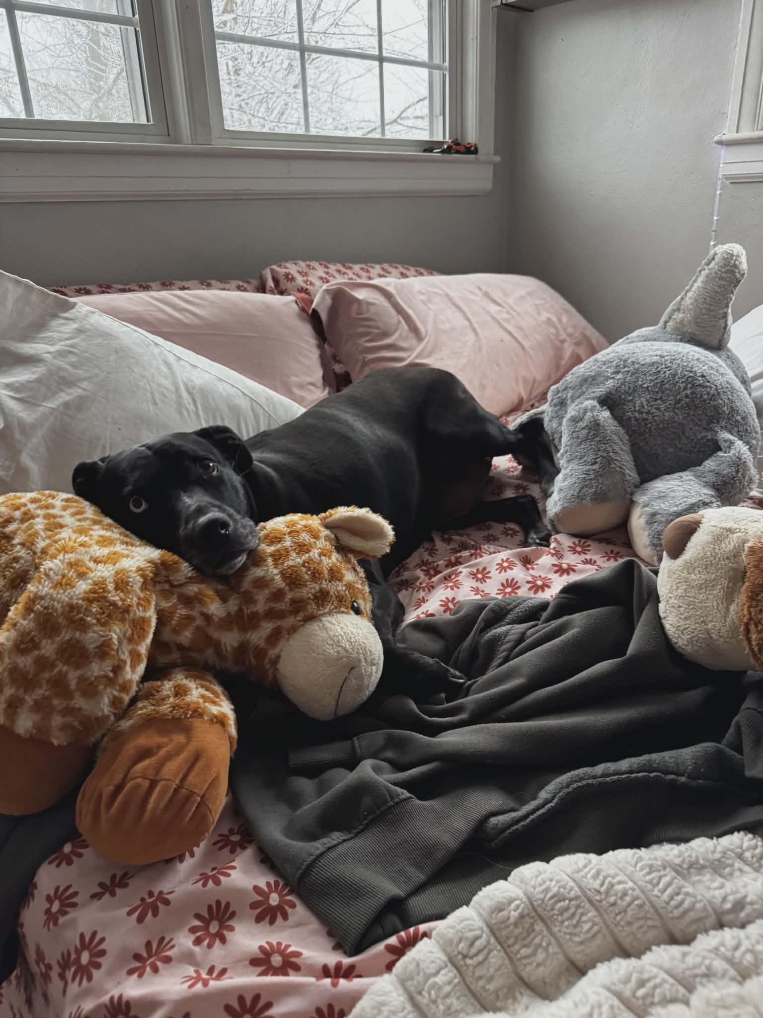 MJ - ADOPTED!, photo 8
