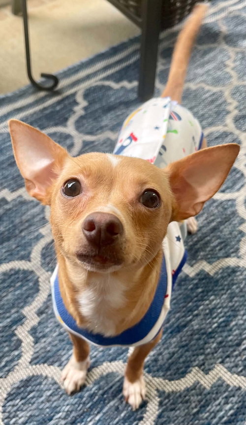 picture of the dog needing adoption