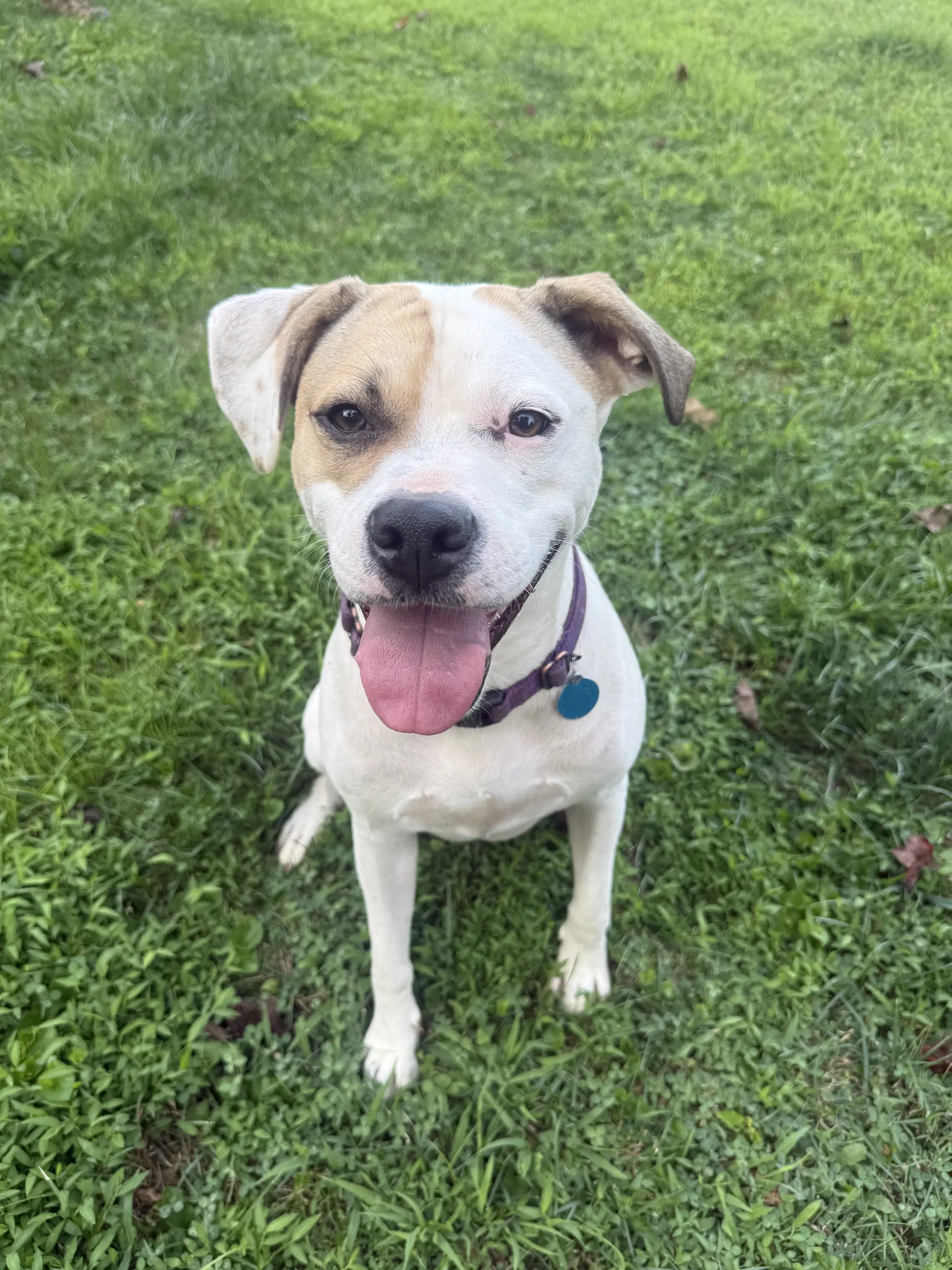 Buster - Boxer