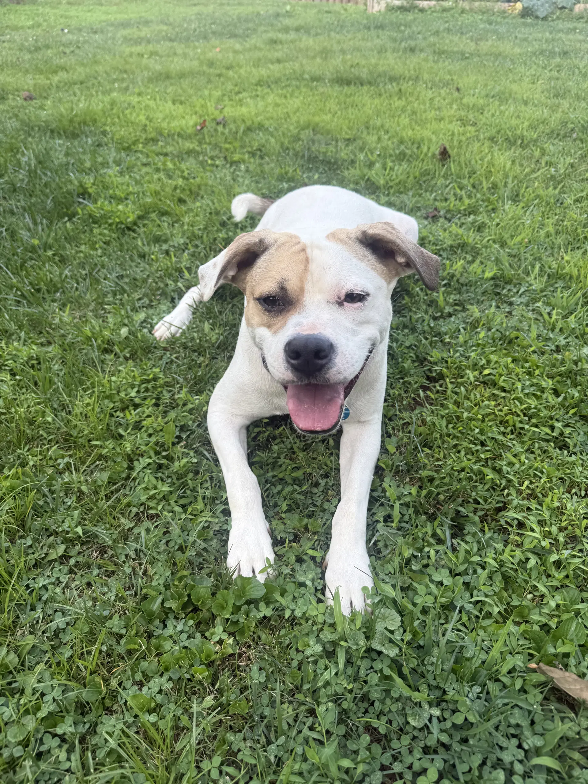 Buster image 3