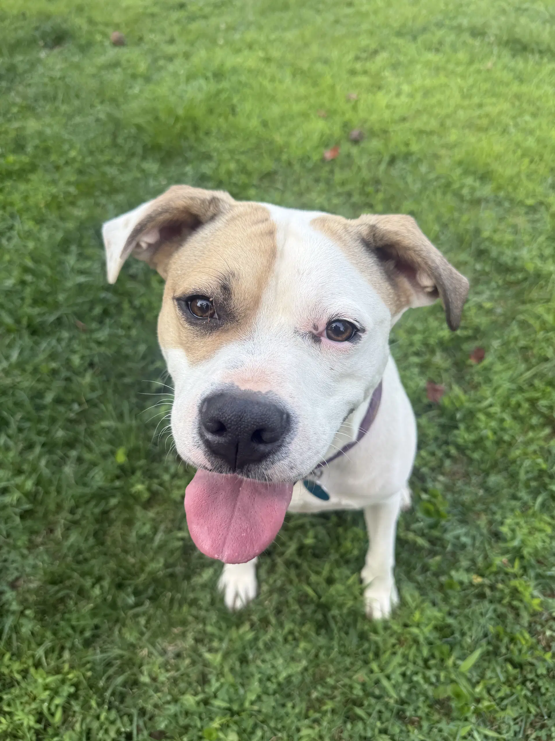 Buster image 2