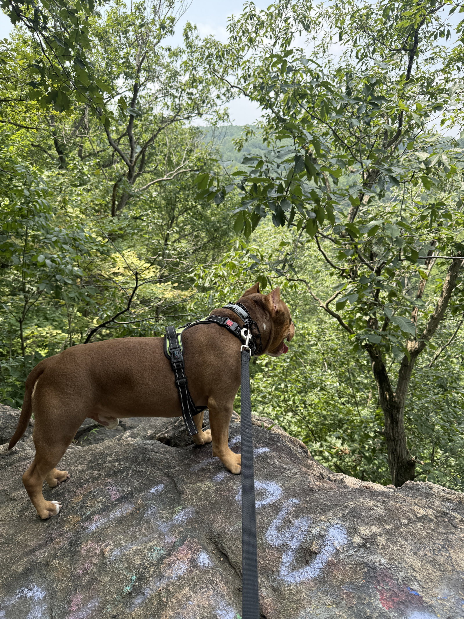 Boomer, photo 7