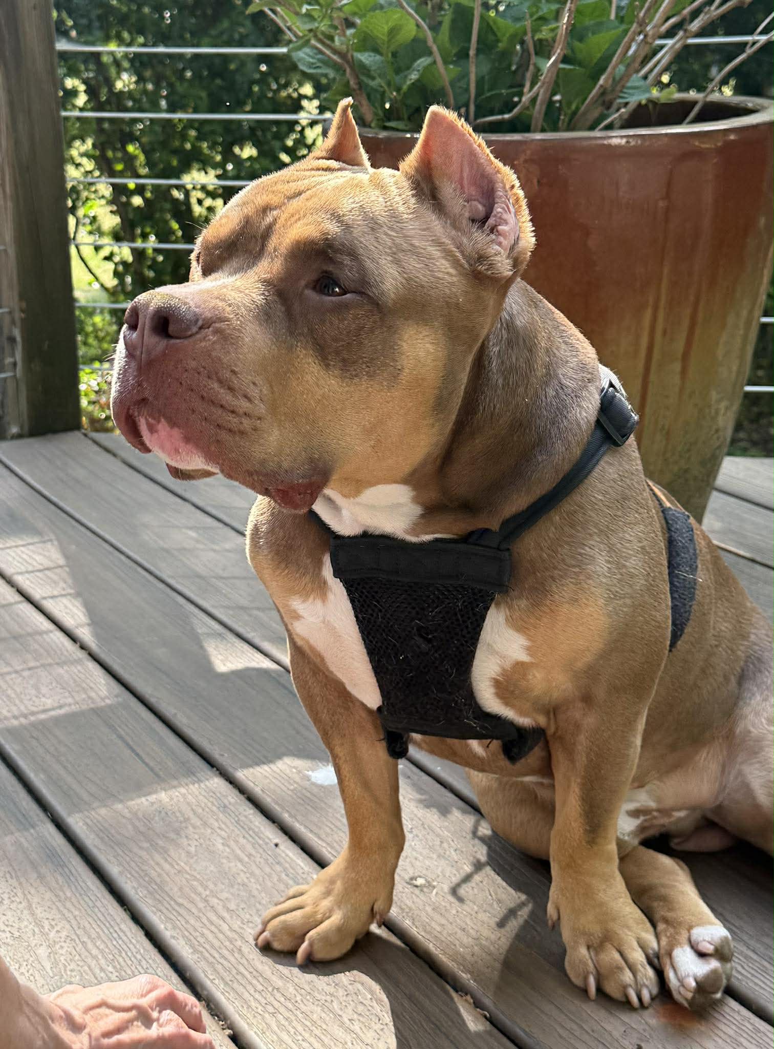 Boomer, photo 10