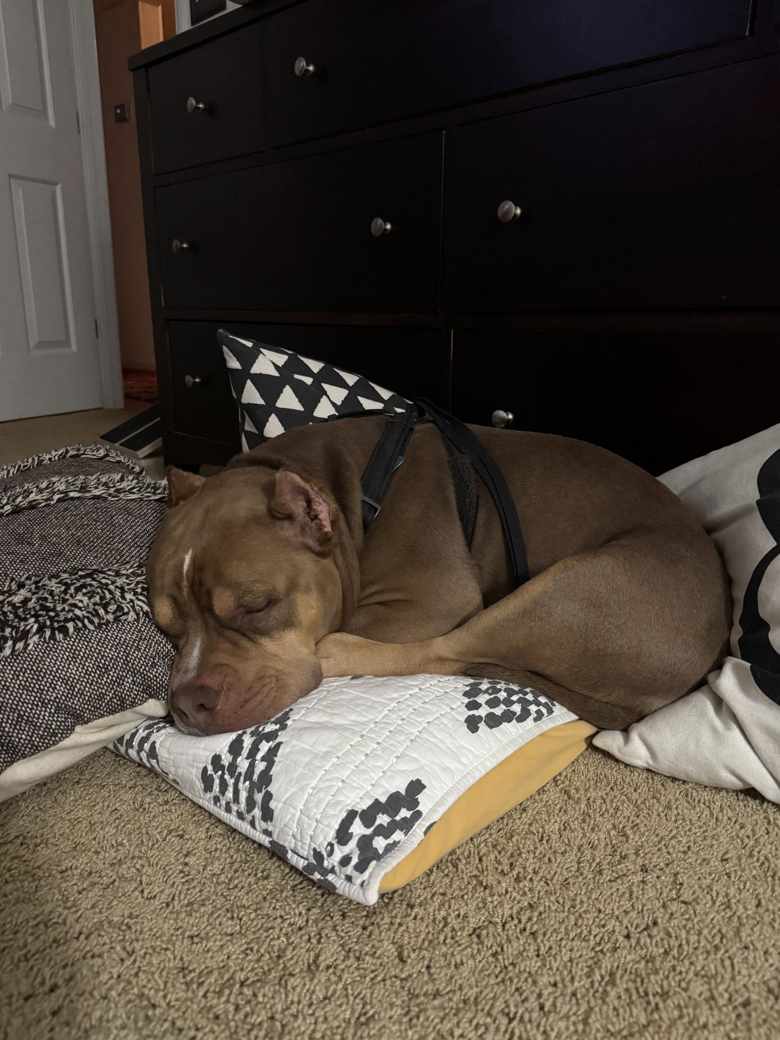 Boomer, photo 11