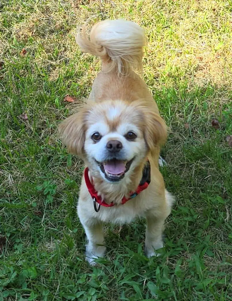 Gordon - Pekingese