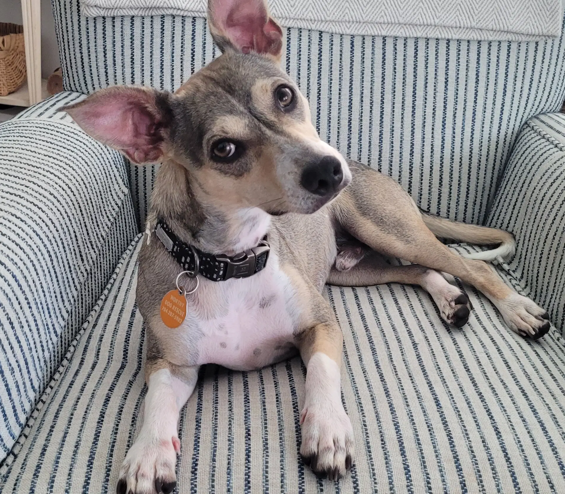 Wilson - Terrier