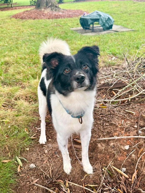 Photo 4 of Coco - ADOPTED!