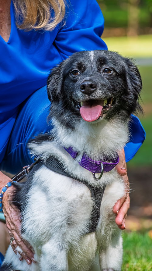 Photo 6 of Coco - ADOPTED!