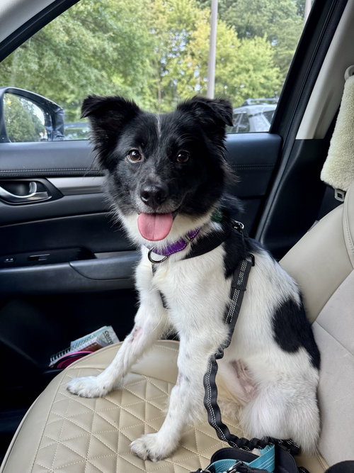 Photo 2 of Coco - ADOPTED!