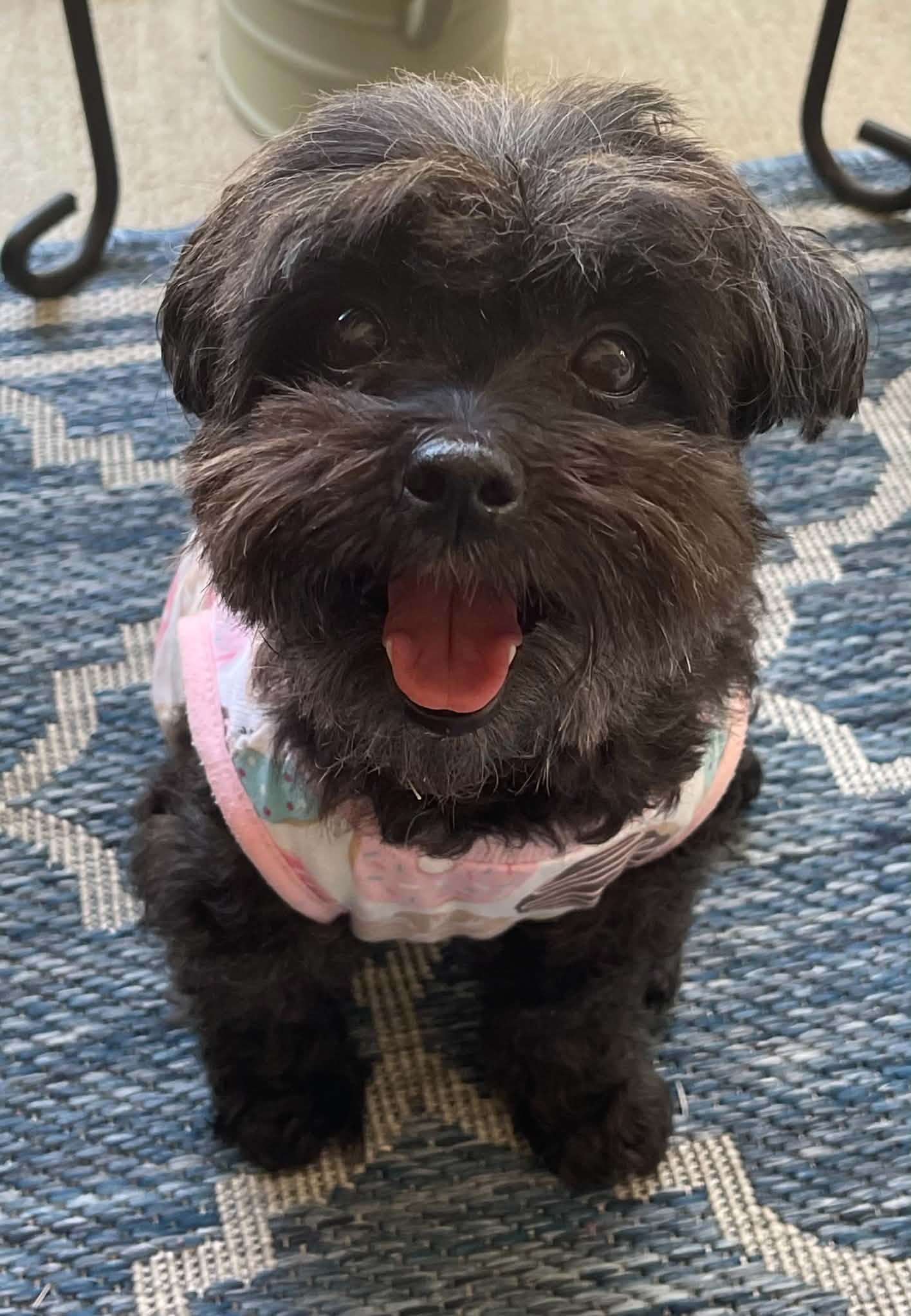 Dolly - Shih Tzu