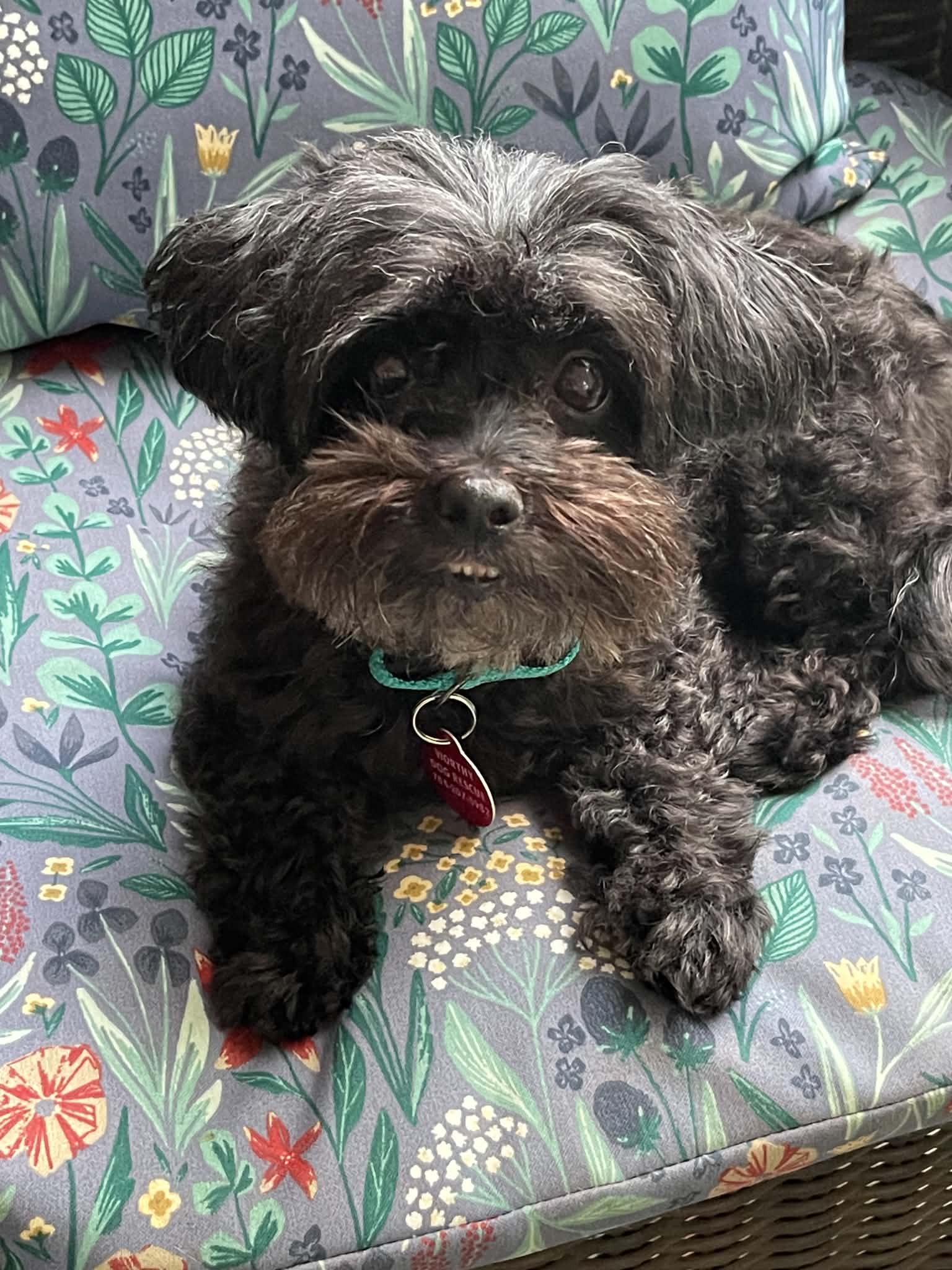 Dolly image 2