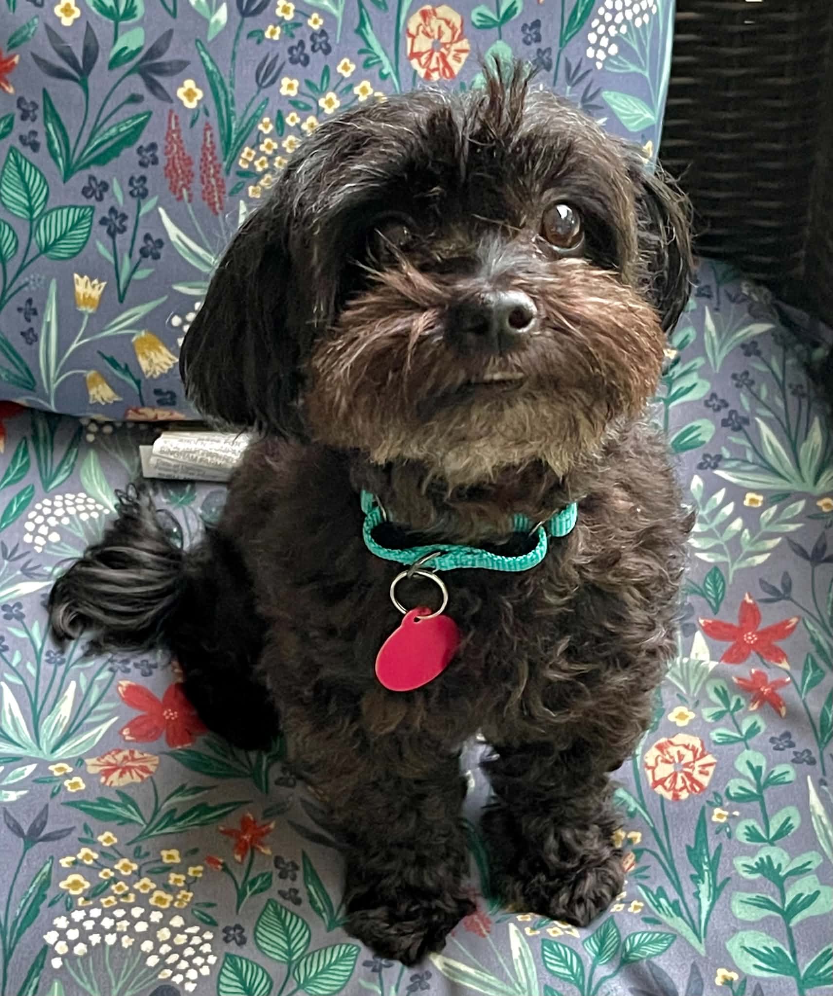 Dolly image 3