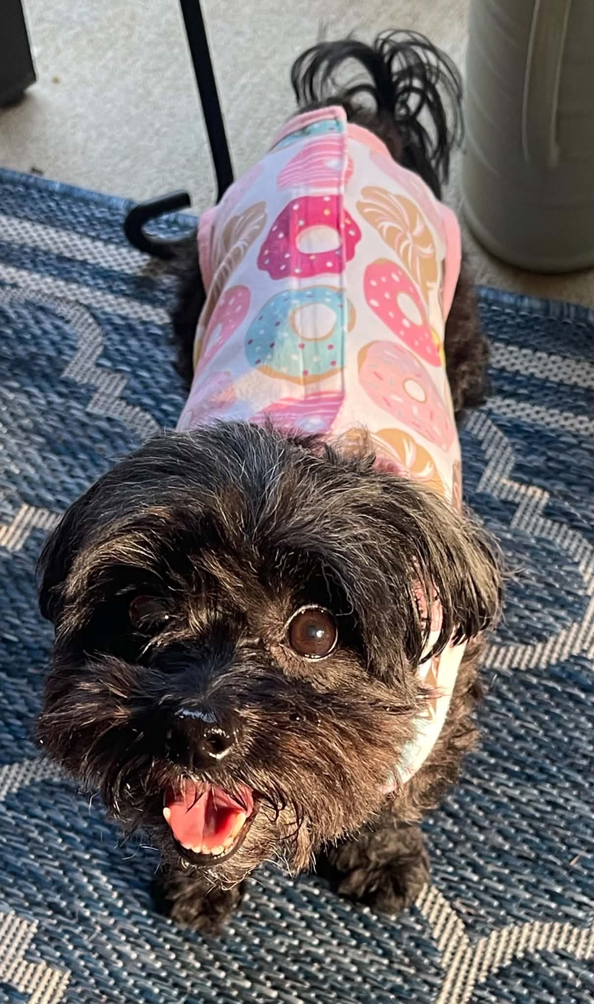 Dolly image 4