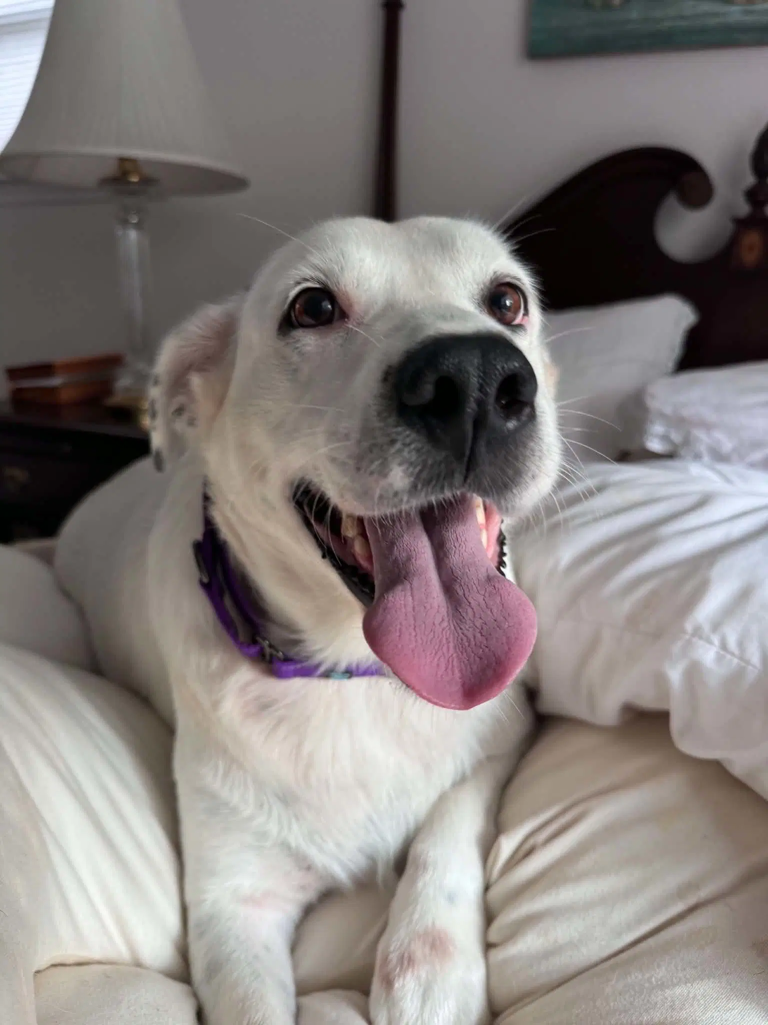 Sadie - Lab