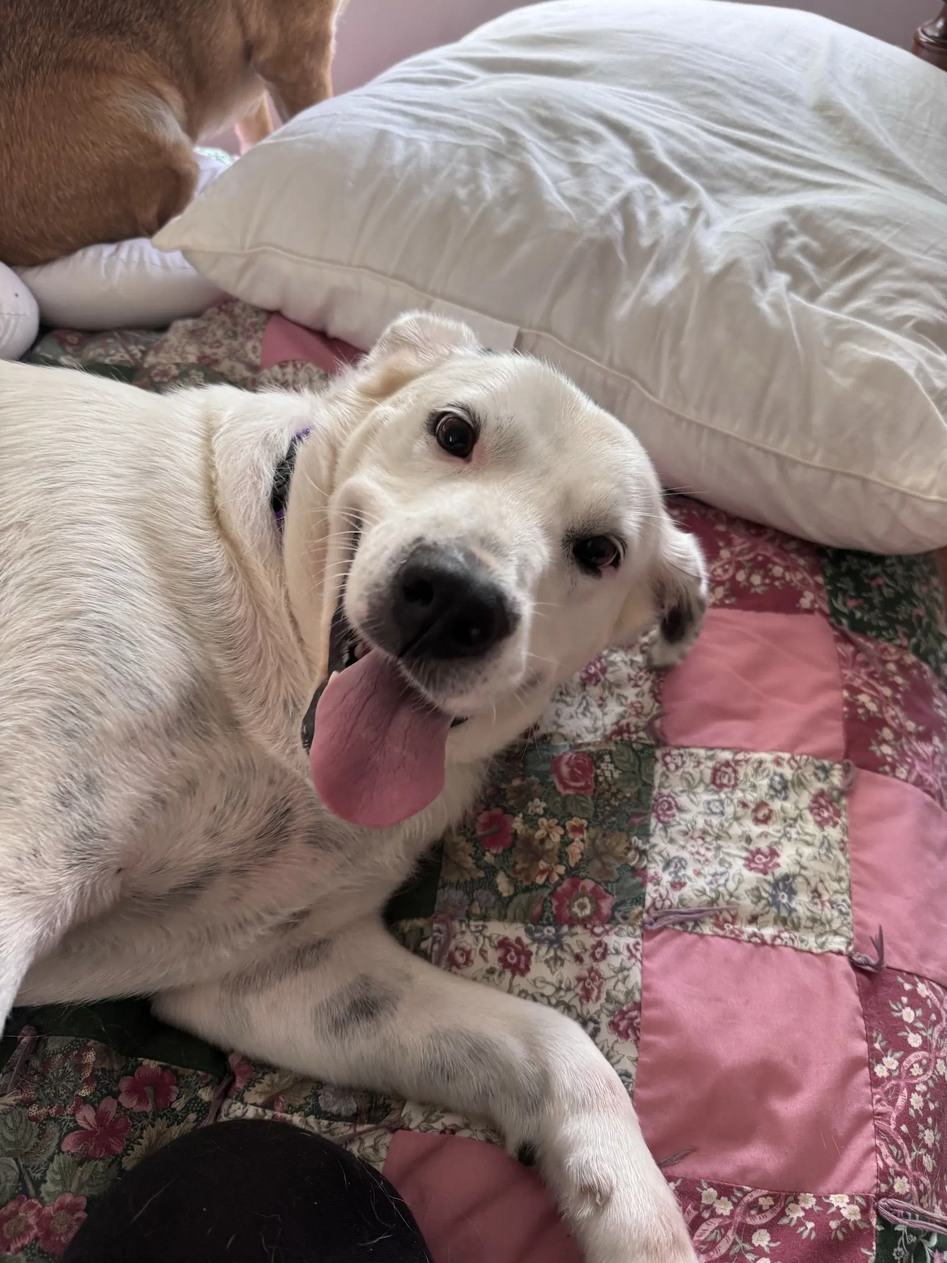 Sadie image 2