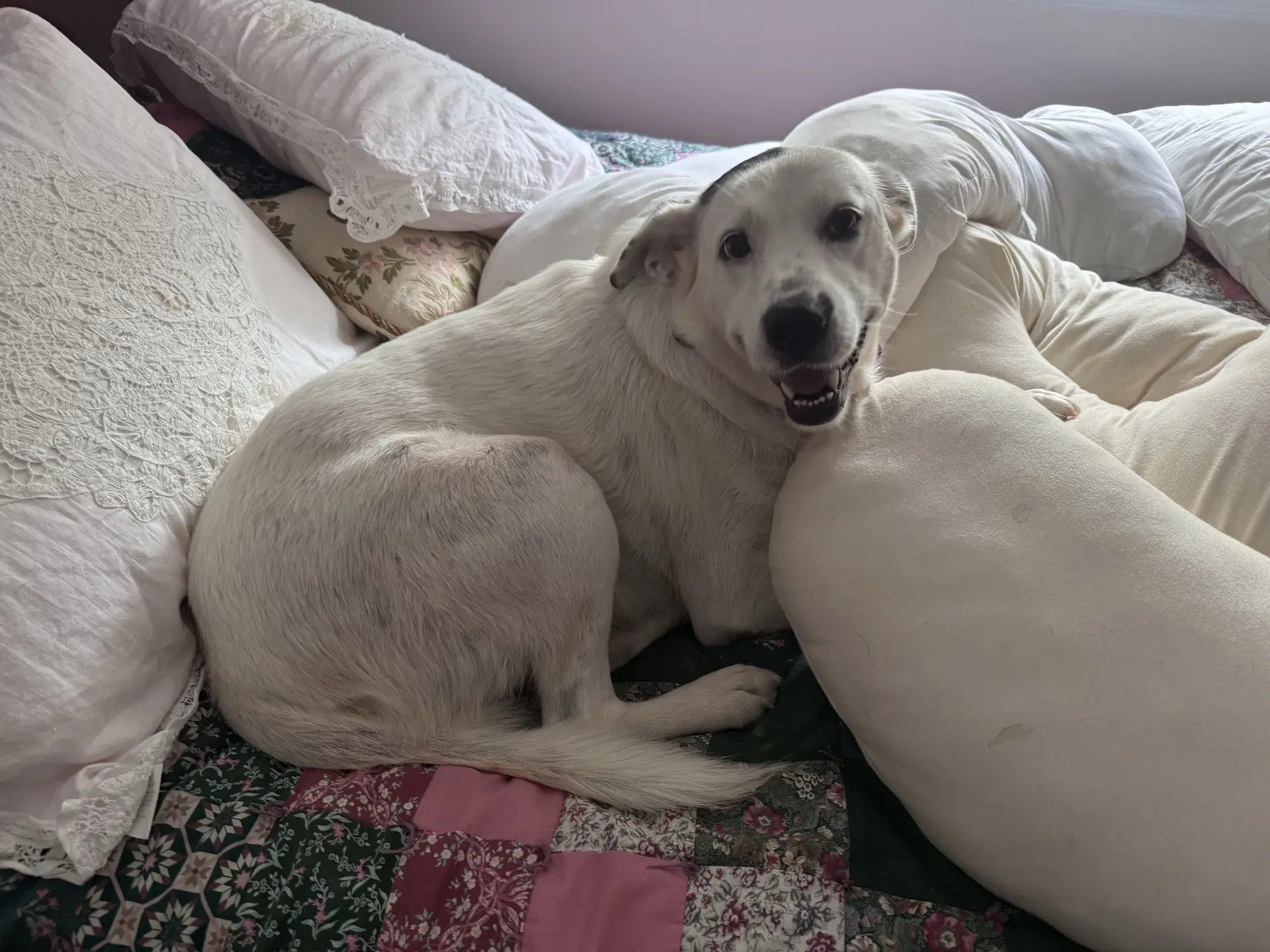 Sadie image 3