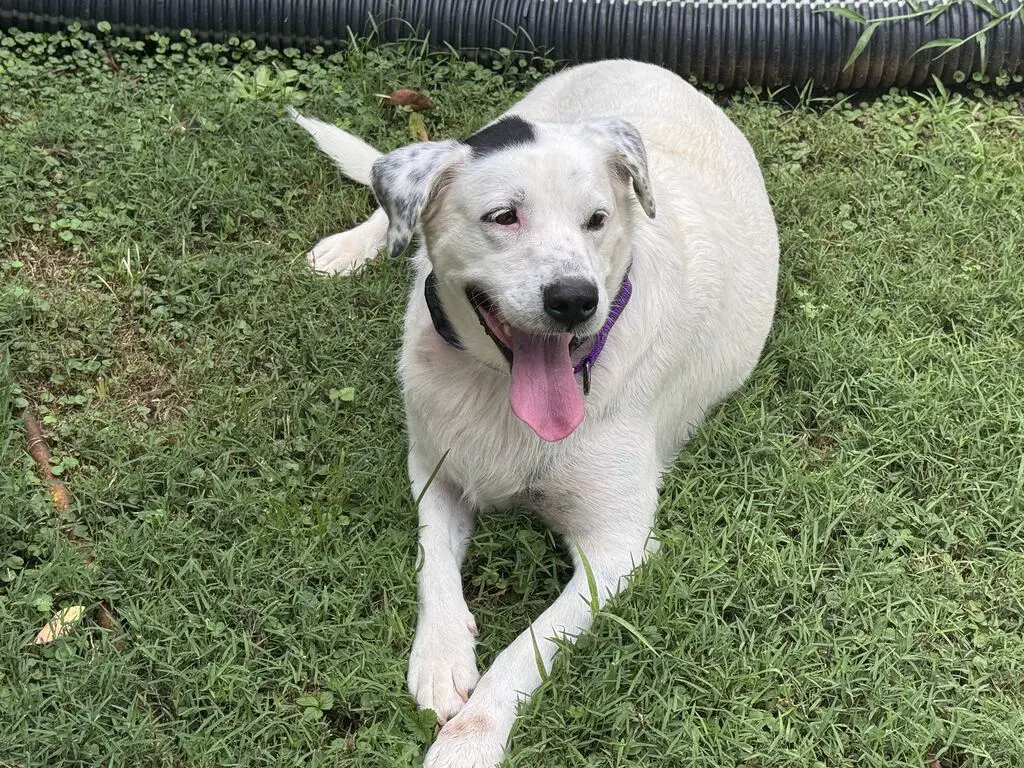 Sadie image 4