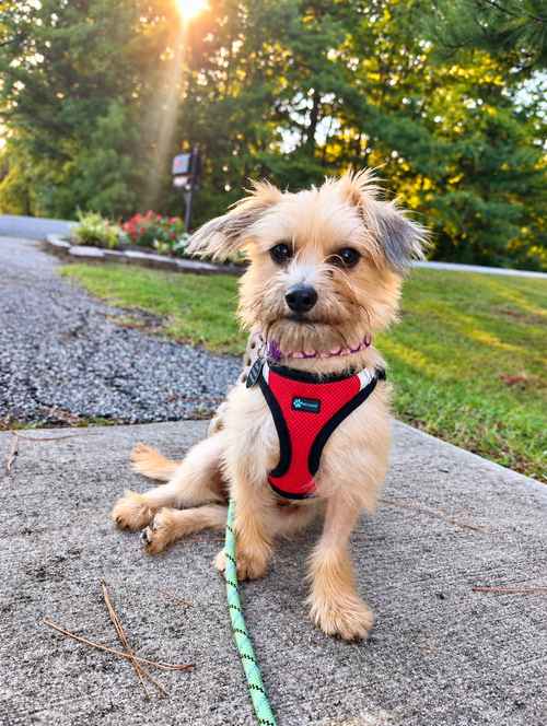 Photo 2 of Penny
