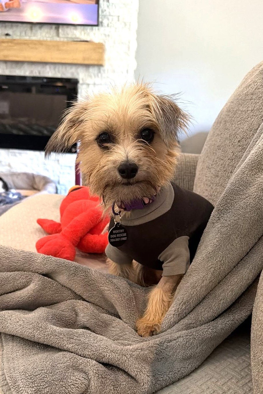Penny, Terrier