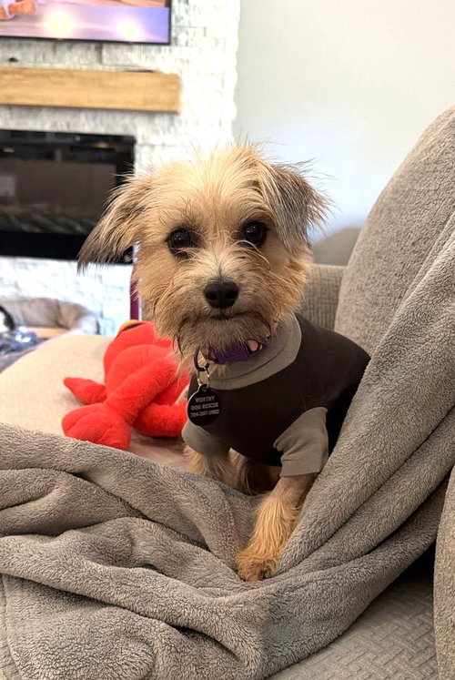 Penny, a dog for adoption from Worthy Dog Rescue
